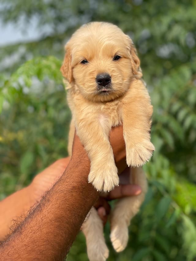 Pet