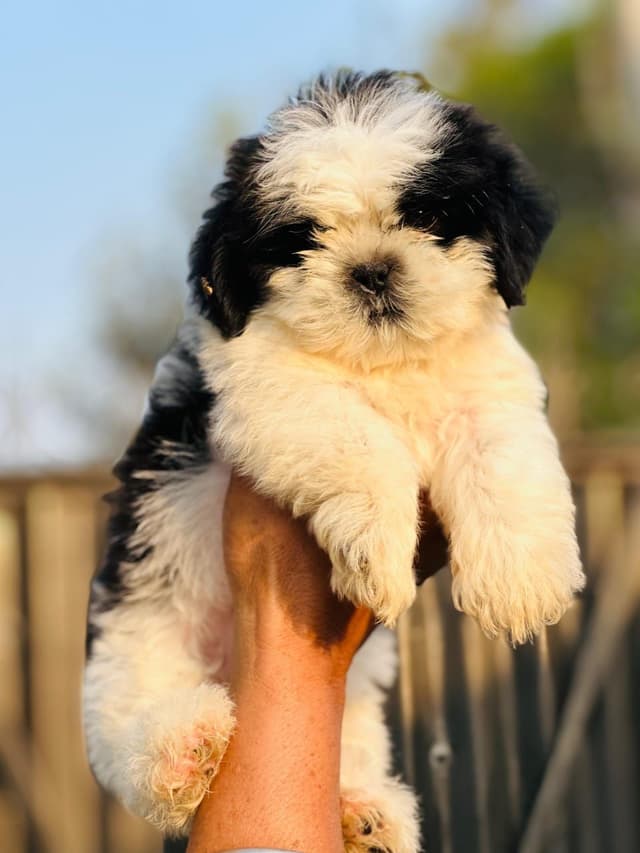 Pet