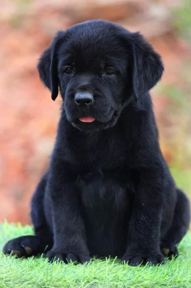 Pet