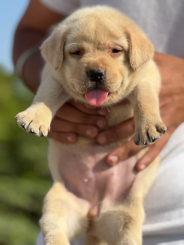 Pet