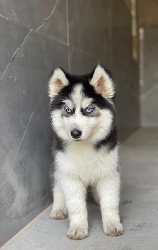 Pet